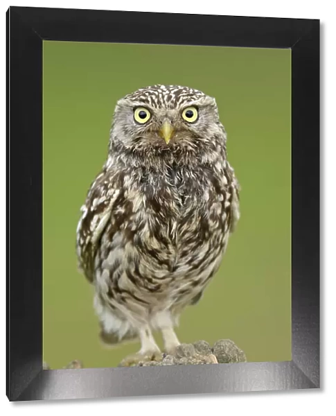 Little Owl (Athene noctua) portrait on post. Wales, UK, June