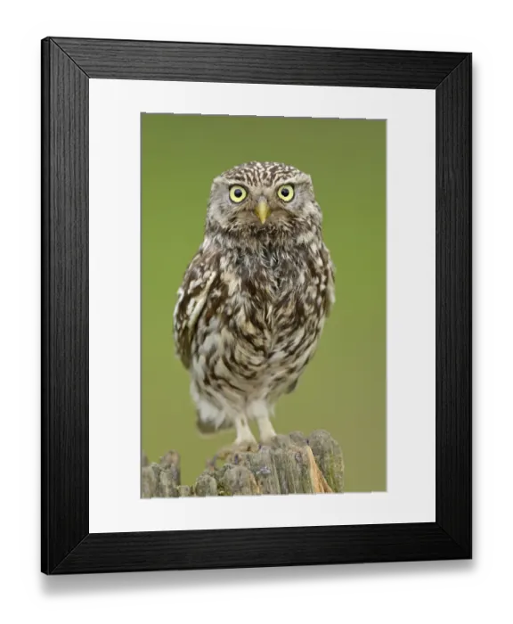 Framed Print : Little Owl (Athene noctua) portrait on post. Wales, UK, June Framed Print : Little Owl (Athene noctua) portrait on post. Wales, UK, June