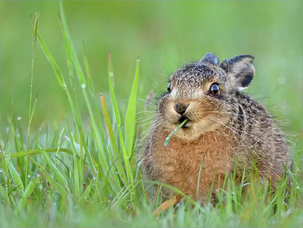 European Hare (Lepus europaeus) leveret feeding on grass. Wales, UK, May
