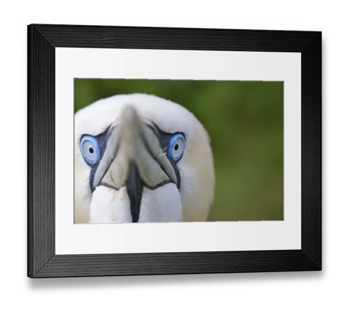 Framed Print : Gannet (Morus bassanus) portrait showing blue eyes. Bempton Cliffs RSPB reserve, UK Framed Print : Gannet (Morus bassanus) portrait showing blue eyes. Bempton Cliffs RSPB reserve, UK
