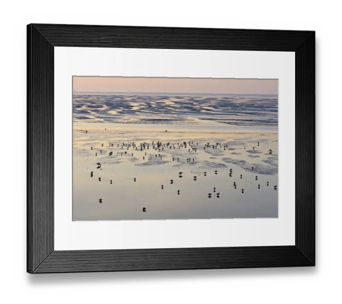 Framed Print : Redshank (Tringa totanus) foraging on tidal flats. Liverpool Bay, UK, December Framed Print : Redshank (Tringa totanus) foraging on tidal flats. Liverpool Bay, UK, December