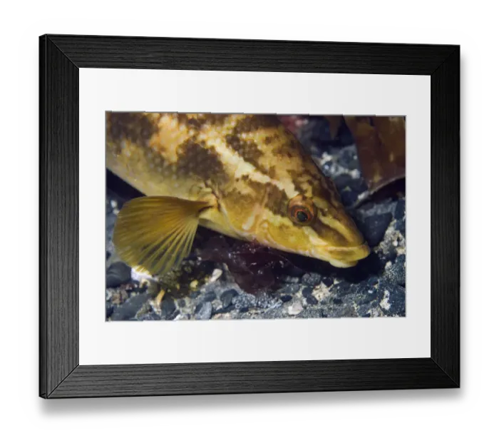 Framed Print : Ballan wrasse (Labrus bergylta), Porthkerris cove, Cornwall, England, UK, June Framed Print : Ballan wrasse (Labrus bergylta), Porthkerris cove, Cornwall, England, UK, June