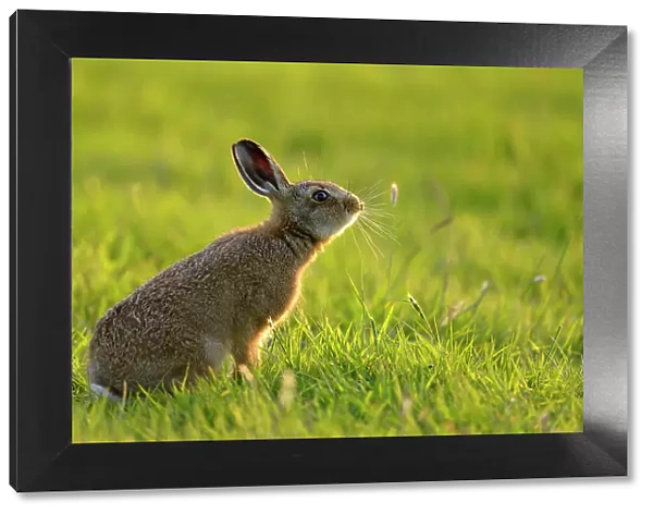 European Hare (Lepus europaeus) leveret in field. UK, Wales, June