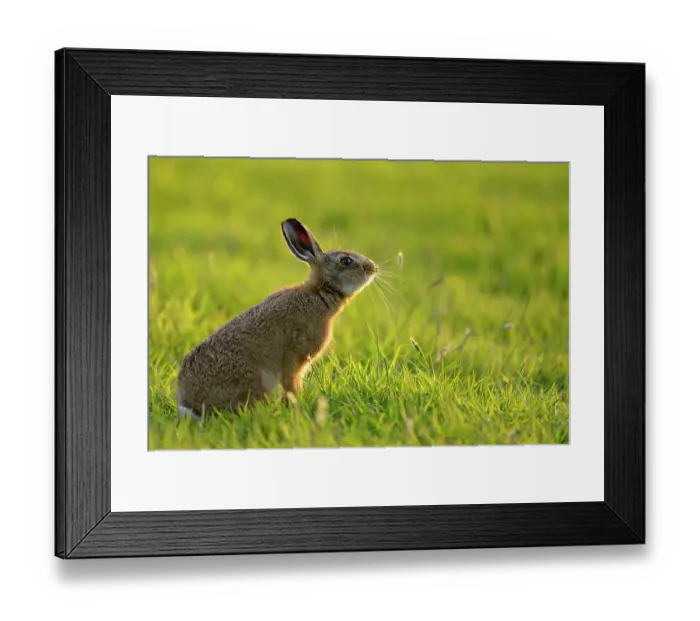 Framed Print : European Hare (Lepus europaeus) leveret in field. UK, Wales, June Framed Print : European Hare (Lepus europaeus) leveret in field. UK, Wales, June