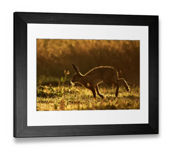 Framed Print : European Hare (Lepus europaeus) silhouetted at dawn Framed Print : European Hare (Lepus europaeus) silhouetted at dawn