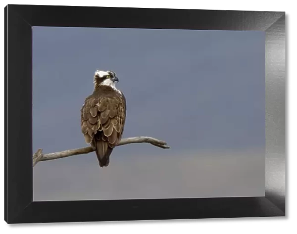 Osprey (Pandion haliaetus) male (Monty) perched