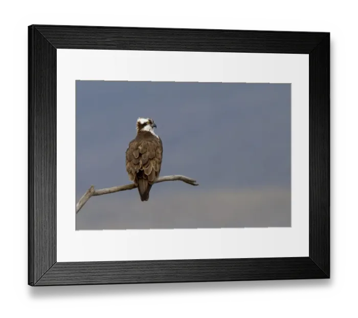 Framed Print : Osprey (Pandion haliaetus) male (Monty) perched Framed Print : Osprey (Pandion haliaetus) male (Monty) perched