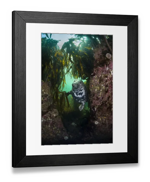 Framed Print : Grey seal (Halichoerus grypus) in a gully beneath kelp (Laminaria digitata), Farne Islands Framed Print : Grey seal (Halichoerus grypus) in a gully beneath kelp (Laminaria digitata), Farne Islands