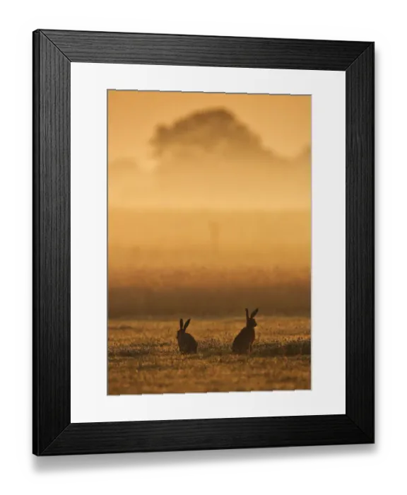 Framed Print : European Hare (Lepus europaeus) courting pair in grassland at dawn. Wales, UK, July Framed Print : European Hare (Lepus europaeus) courting pair in grassland at dawn. Wales, UK, July
