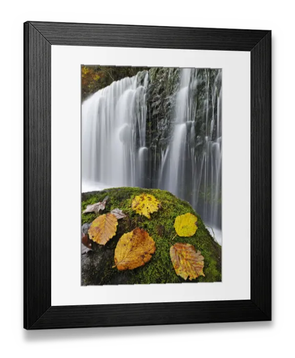 Framed Print : Autumn leaves on mossy rock in front of Sgwd Isaf Clun-gwyn waterfall. Ystradfellte Framed Print : Autumn leaves on mossy rock in front of Sgwd Isaf Clun-gwyn waterfall. Ystradfellte