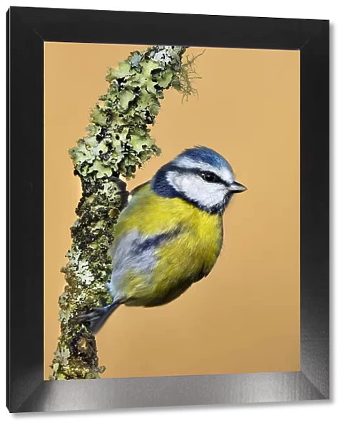 Blue Tit (Cyanistes  /  Parus caeruleus) perched on lichen-covered twig. Wales, UK