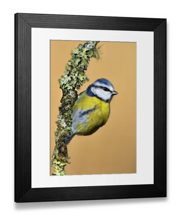 Framed Print : Blue Tit (Cyanistes / Parus caeruleus) perched on lichen-covered twig. Wales, UK Framed Print : Blue Tit (Cyanistes / Parus caeruleus) perched on lichen-covered twig. Wales, UK