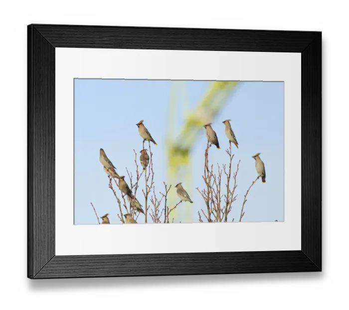 Framed Print : Flock of Waxwings (Bombycilla garrulus) perched in a tree, with a crane in the background Framed Print : Flock of Waxwings (Bombycilla garrulus) perched in a tree, with a crane in the background