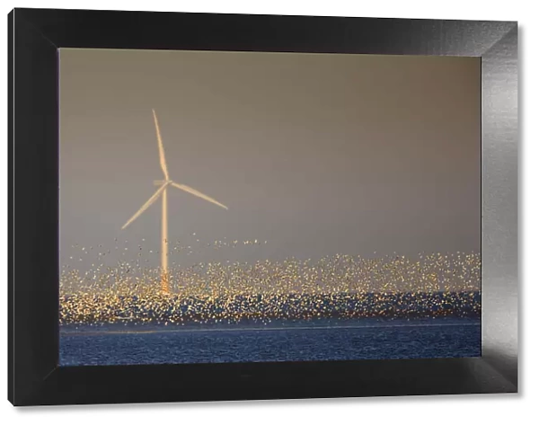 Flock of Knot (Calidris canuta) over sea with wind turbine. Liverpool Bay, UK, December