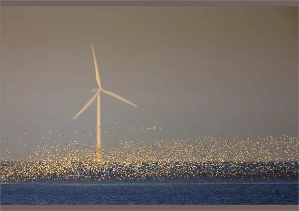 Flock of Knot (Calidris canuta) over sea with wind turbine. Liverpool Bay, UK, December
