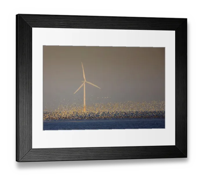 Framed Print : Flock of Knot (Calidris canuta) over sea with wind turbine. Liverpool Bay, UK, December Framed Print : Flock of Knot (Calidris canuta) over sea with wind turbine. Liverpool Bay, UK, December