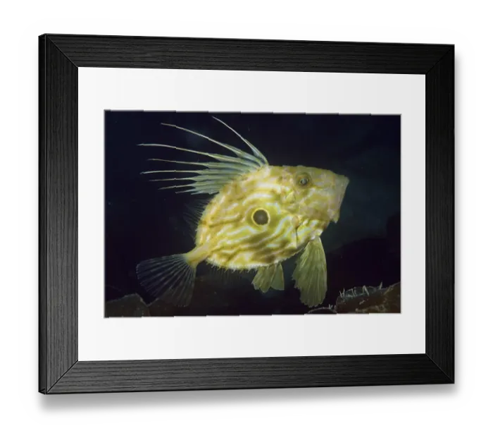 Framed Print : John dory (Zeus faber), Porthkerris Cove, Cornwall, England, UK, June