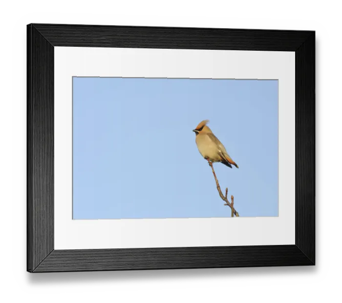 Framed Print : Waxwing (Bombycilla garrulus) perched in a tree, Whitstable, Kent, England, UK, February Framed Print : Waxwing (Bombycilla garrulus) perched in a tree, Whitstable, Kent, England, UK, February