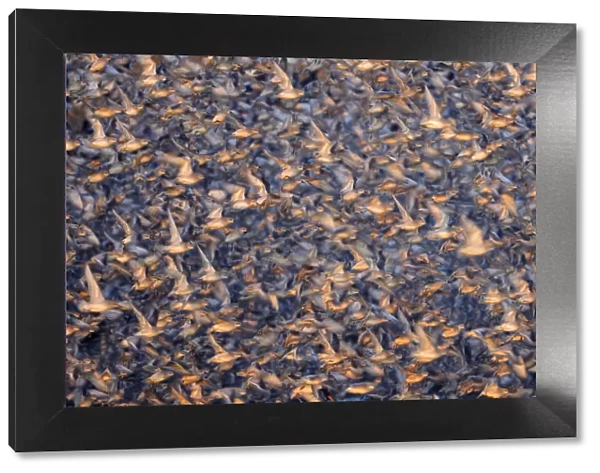 Flock of Knot (Calidris canuta) taking flight. Snettisham, UK, January