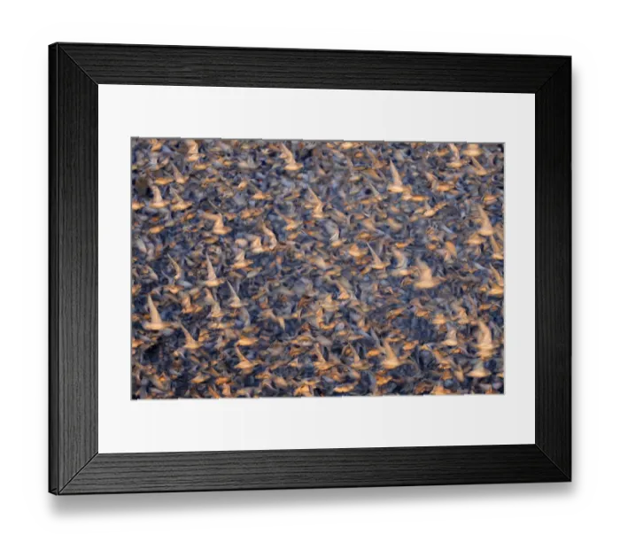 Framed Print : Flock of Knot (Calidris canuta) taking flight. Snettisham, UK, January