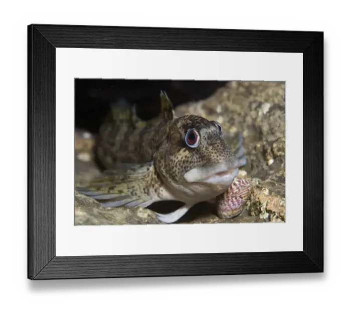 Framed Print : Shanny (Lipophrys pholis) in a crevice in a harbour wall, Bovisand Harbour, Plymouth Framed Print : Shanny (Lipophrys pholis) in a crevice in a harbour wall, Bovisand Harbour, Plymouth