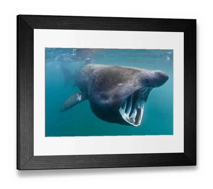 Framed Print : Basking shark (Cetorhinus maximus) feeding in open water, Cornwall, England, UK, June
