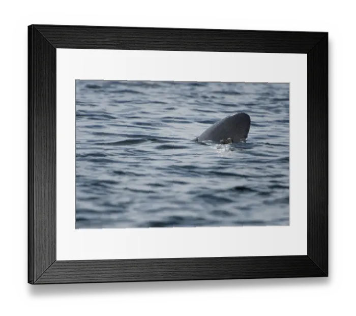 Framed Print : Dorsal fin of a Basking shark (Cetorhinus maximus) at the surface, Cairns of Coll