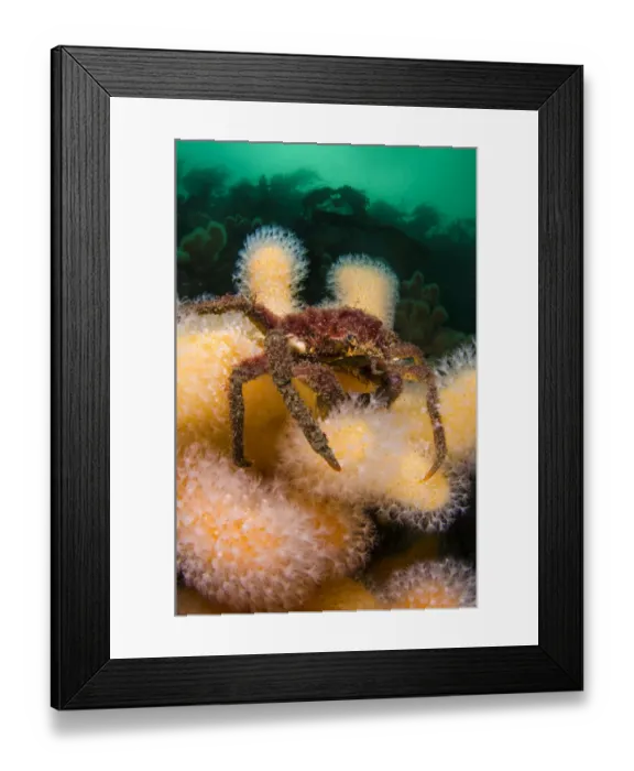 Framed Print : Great spider crab (Hyas araneus) on Deadmans fingers (Alcyonium digitatum) coral Framed Print : Great spider crab (Hyas araneus) on Deadmans fingers (Alcyonium digitatum) coral
