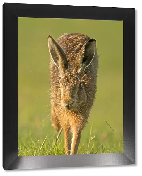 European Hare (Lepus europaeus) running. Wales, UK, July