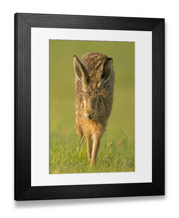 Framed Print : European Hare (Lepus europaeus) running. Wales, UK, July Framed Print : European Hare (Lepus europaeus) running. Wales, UK, July