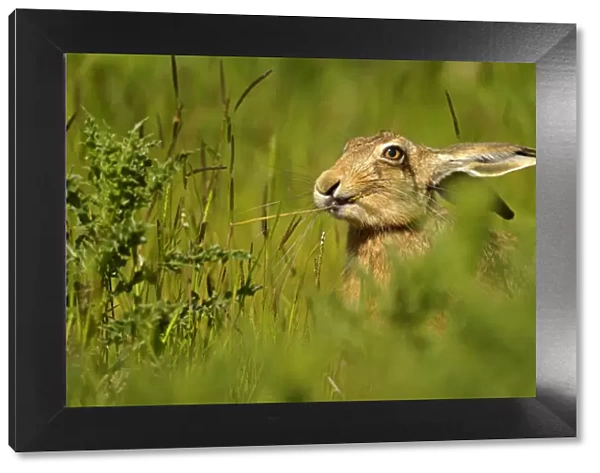 European Hare (Lepus europaeus) feeding on grass. Wales, UK, May