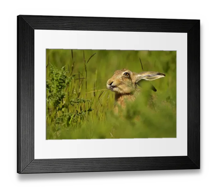Framed Print : European Hare (Lepus europaeus) feeding on grass. Wales, UK, May Framed Print : European Hare (Lepus europaeus) feeding on grass. Wales, UK, May