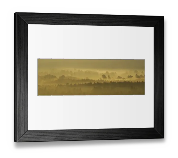 Framed Print : Pine forest on misty autumn morning, Rothiemurchus Forest, Cairngorms National Park Framed Print : Pine forest on misty autumn morning, Rothiemurchus Forest, Cairngorms National Park