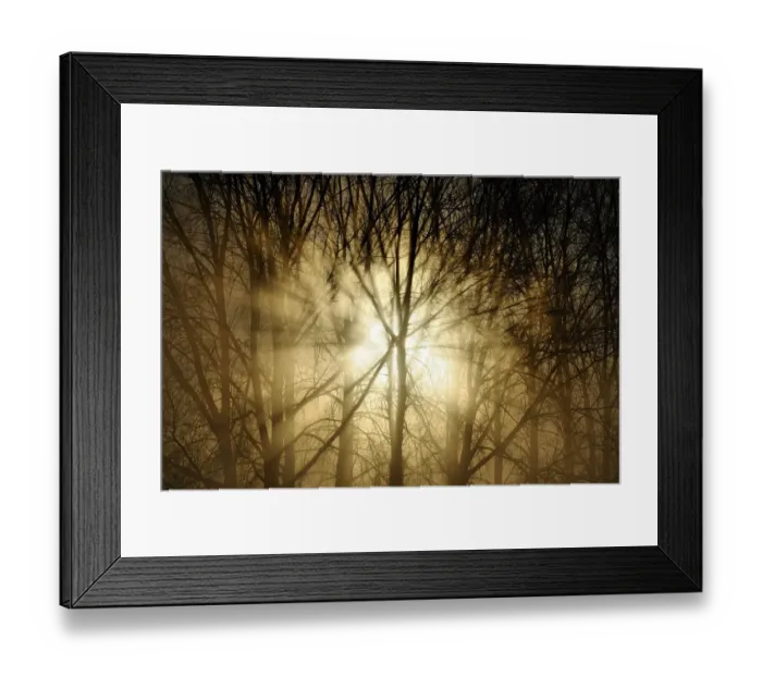 Framed Print : Sunrise breaking through misty woodland. Wales, UK, December. Did you know? There are 303 Framed Print : Sunrise breaking through misty woodland. Wales, UK, December. Did you know? There are 303