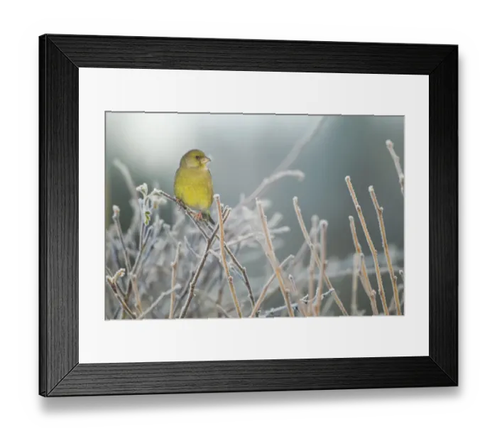Framed Print : Greenfinch (Carduelis chloris) male perched in hedgerow in frost, Scotland, UK, December Framed Print : Greenfinch (Carduelis chloris) male perched in hedgerow in frost, Scotland, UK, December
