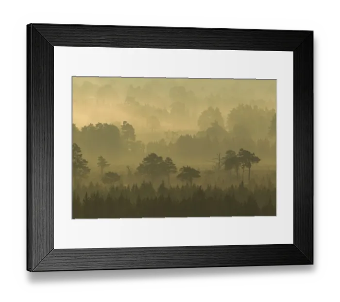 Framed Print : Scots Pine forest on misty autumn morning, Rothiemurchus Forest, Cairngorms National Park Framed Print : Scots Pine forest on misty autumn morning, Rothiemurchus Forest, Cairngorms National Park