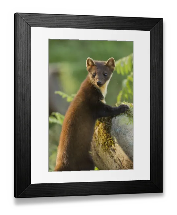 Framed Print : Pine marten (Martes martes) juvenile in woodland, Beinn Eighe National Nature Reserve Framed Print : Pine marten (Martes martes) juvenile in woodland, Beinn Eighe National Nature Reserve
