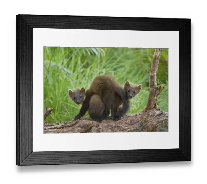 Framed Print : Pine marten (Martes martes) two playing on fallen pine log in woodland, Beinn Eighe Framed Print : Pine marten (Martes martes) two playing on fallen pine log in woodland, Beinn Eighe