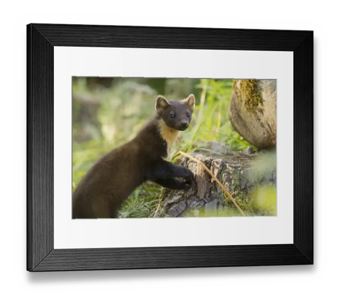 Framed Print : Pine marten (Martes martes) juvenile in woodland, Beinn Eighe National Nature Reserve Framed Print : Pine marten (Martes martes) juvenile in woodland, Beinn Eighe National Nature Reserve