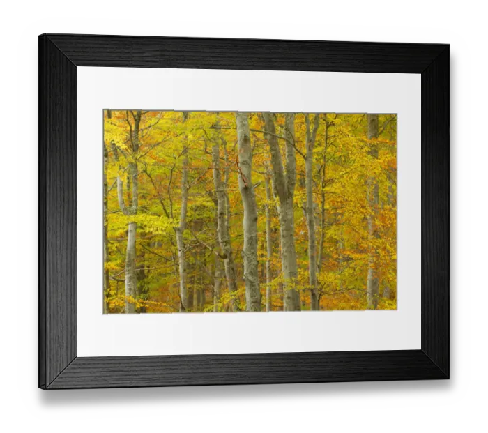 Framed Print : Common beech (Fagus sylvatica) woodland in autumn, Cairngorms National Park, Scotland