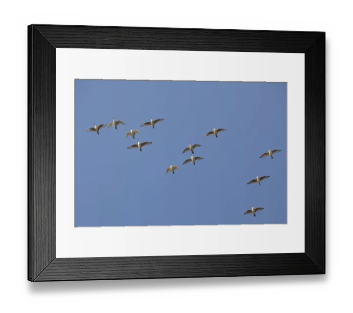 Framed Print : Flock of Knot (Calidris canuta) in flight. The Wash Estuary, Norfolk, October