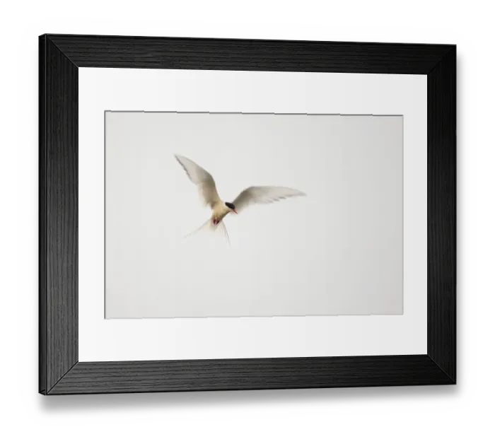 Framed Print : Arctic Tern (Sterna paradisaea) in flight. Shetland, Scotland, August Framed Print : Arctic Tern (Sterna paradisaea) in flight. Shetland, Scotland, August