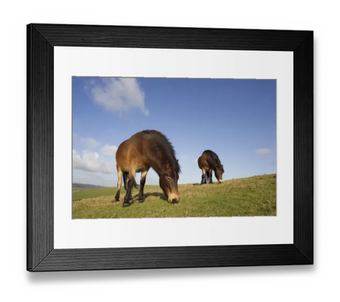 Framed Print : Exmoor Ponies (Equus caballus) grazing at Seven Sisters Country Park, South Downs Framed Print : Exmoor Ponies (Equus caballus) grazing at Seven Sisters Country Park, South Downs