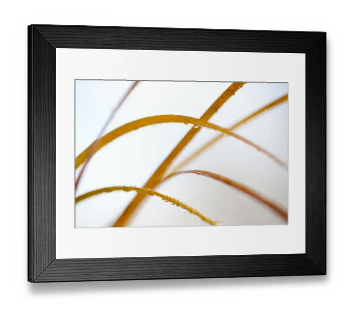 Framed Print : Abstract patterns in Phragmites reedbed. Scotland, November Framed Print : Abstract patterns in Phragmites reedbed. Scotland, November