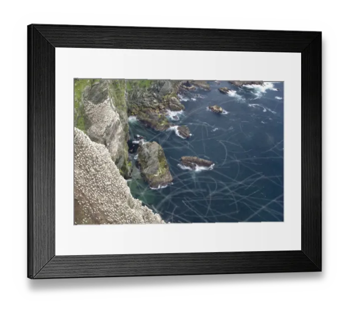 Framed Print : Gannet (Morus bassanus) breeding colony, long exposure showing flight trails Framed Print : Gannet (Morus bassanus) breeding colony, long exposure showing flight trails