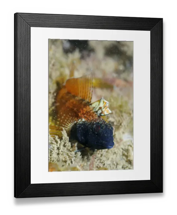 Framed Print : Male Black faced blenny (Tripterygion delaisi), part of a sequence showing colour change Framed Print : Male Black faced blenny (Tripterygion delaisi), part of a sequence showing colour change