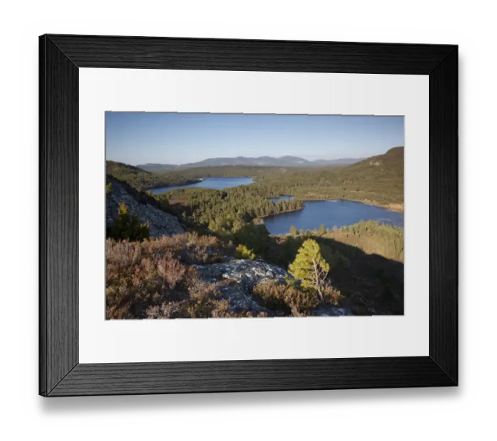 Framed Print : Pine regeneration above Rothiemurchus Forest. Cairngorms National Park, Scotland