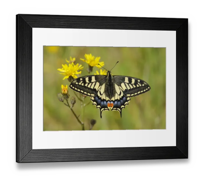 Framed Print : Swallowtail Butterfly (Papilio machaon britannicus) on hawkbit flower. Strumpshaw Fen Framed Print : Swallowtail Butterfly (Papilio machaon britannicus) on hawkbit flower. Strumpshaw Fen