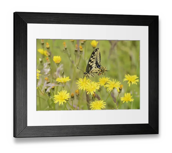 Framed Print : Swallowtail Butterfly (Papilio machaon britannicus) on hawkbit flower. Strumpshaw Fen