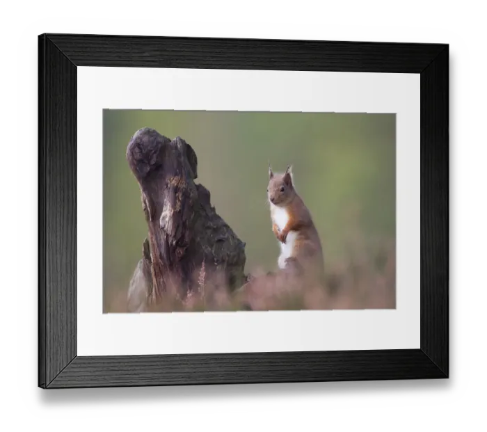 Framed Print : Red Squirrel (Sciurus vulgaris) in pine forest. Glenfeshie, Scotland, December Framed Print : Red Squirrel (Sciurus vulgaris) in pine forest. Glenfeshie, Scotland, December